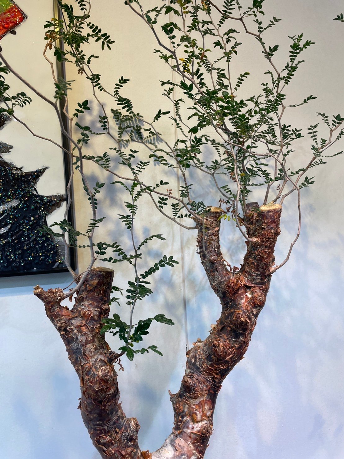 コミフォラ・モンストローサ | R_Plants.ONLINE