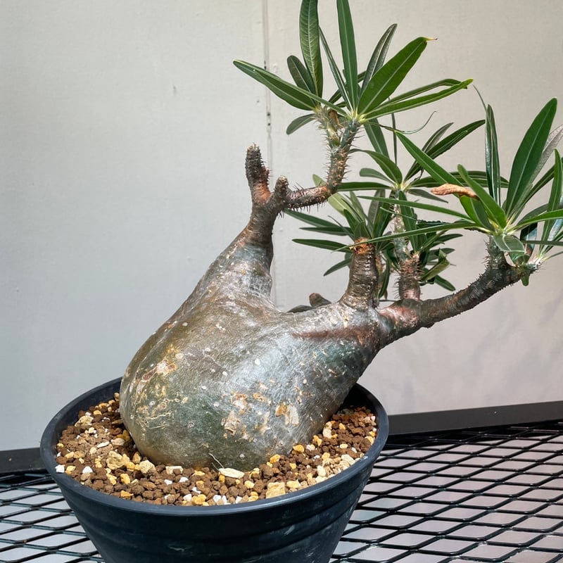 パキポディウム グラキリス | R_Plants.ONLINE