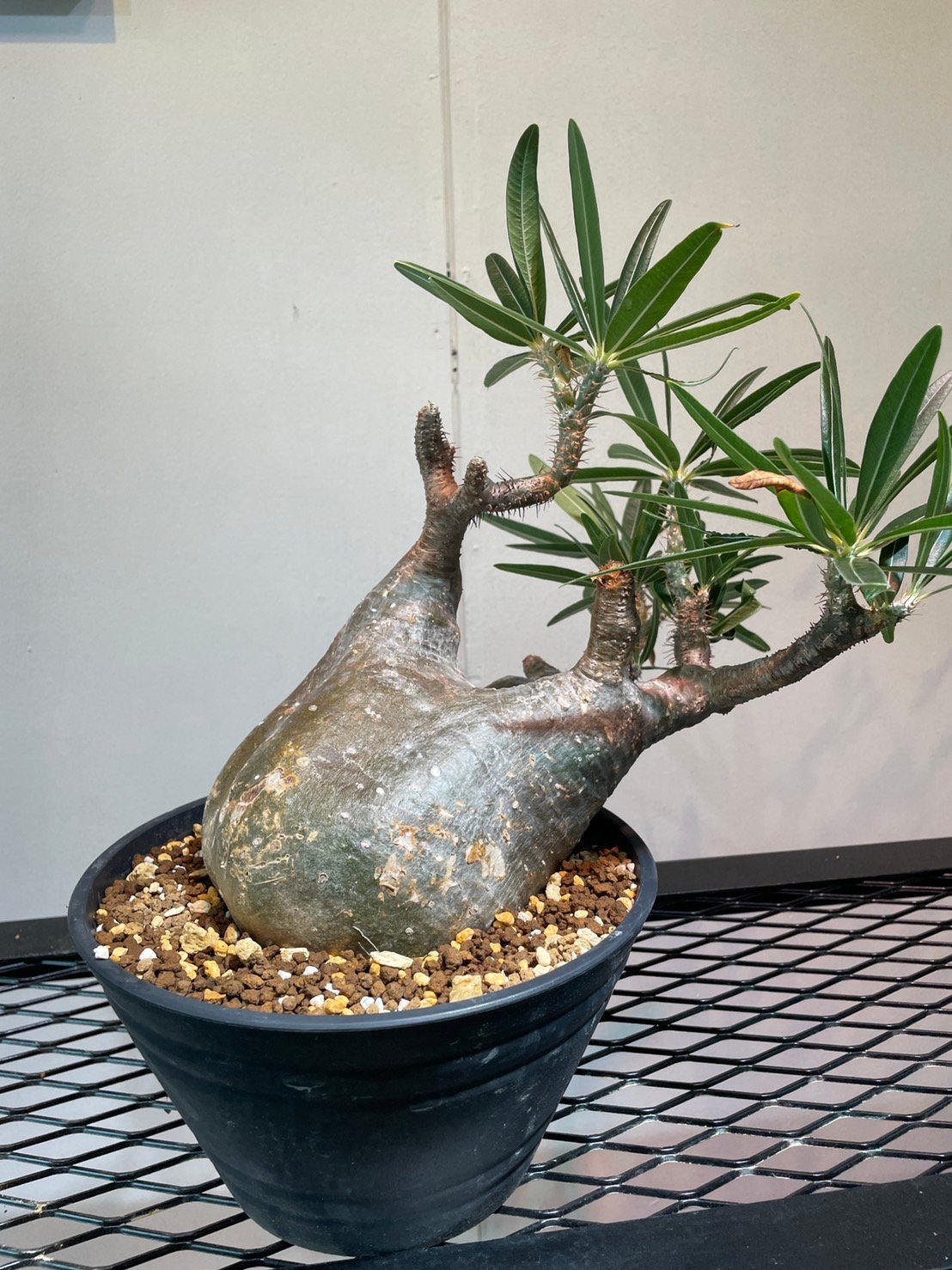 パキポディウム グラキリス | R_Plants.ONLINE