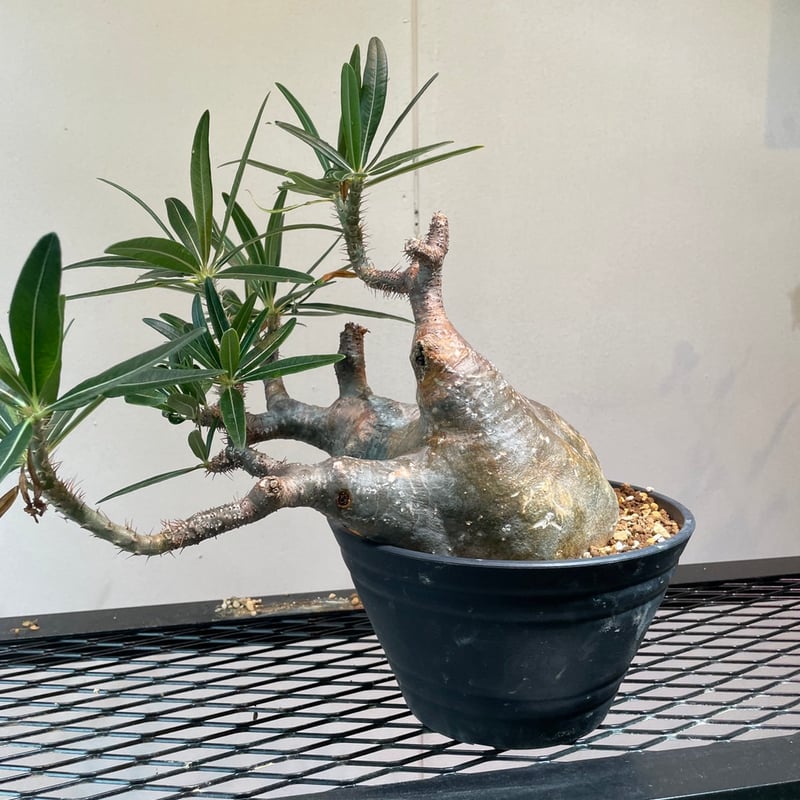 パキポディウムの種 グラキリス Pachypodium gracilius 20個 - 観葉植物