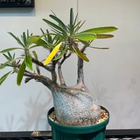 パキポディウム グラキリス 特大株 | R_Plants.ONLINE