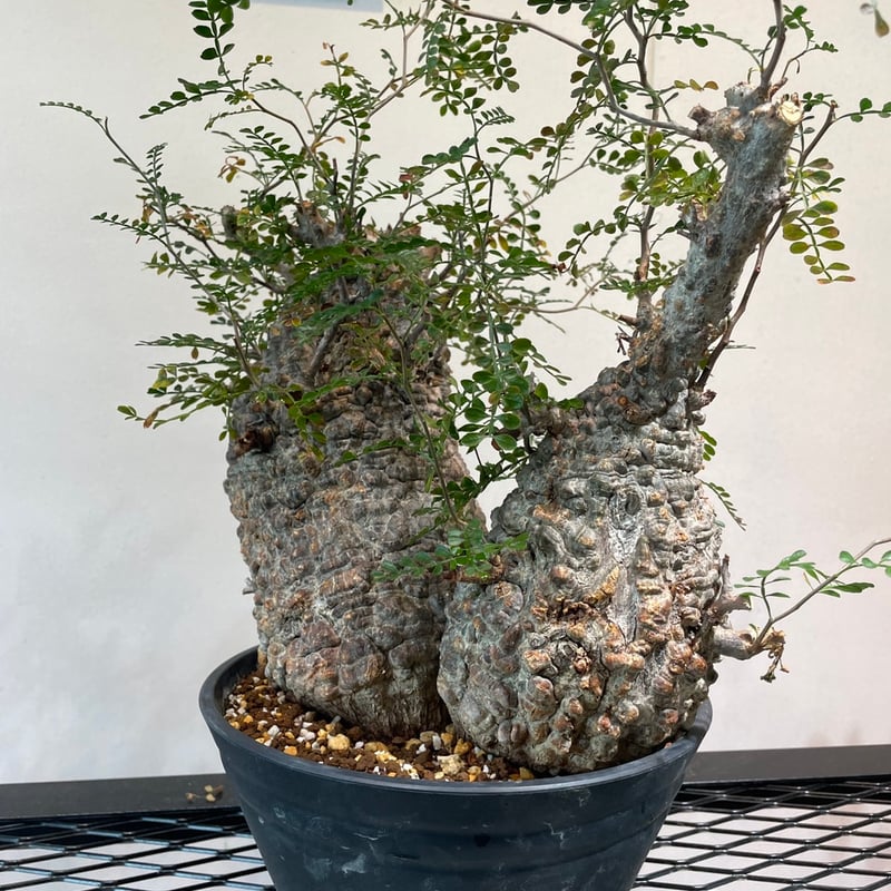 オペルクリカリア・パキプス 多頭株 | R_Plants.ONLINE オペルクリカリア・パキプス 多頭株 | R_Plants.ONLINE