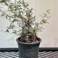 パキポディウム グラキリス 特大株 | R_Plants.ONLINE