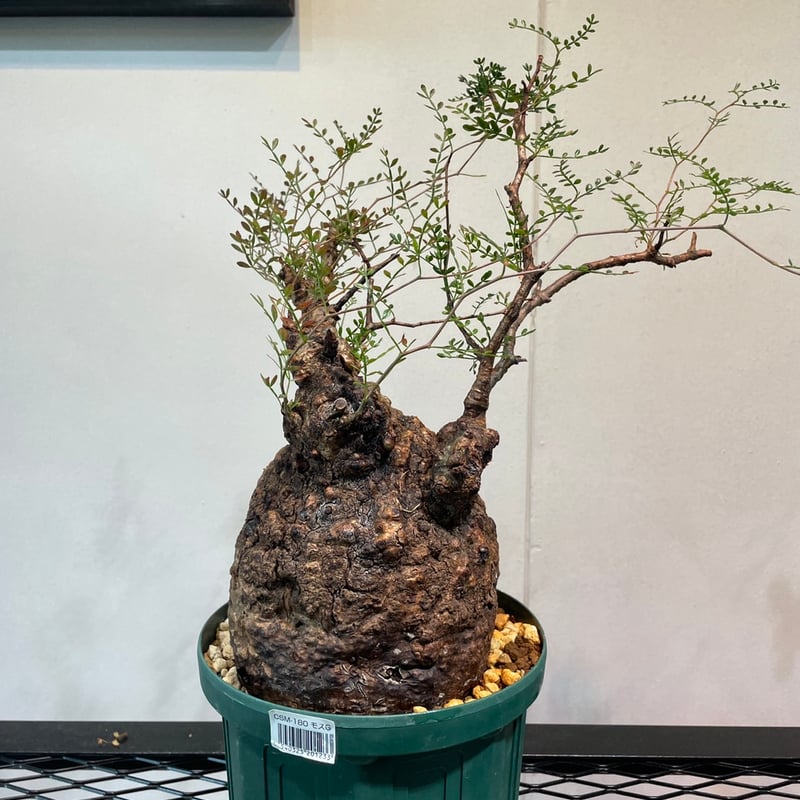 オペルクリカリア・パキプス | R_Plants.ONLINE