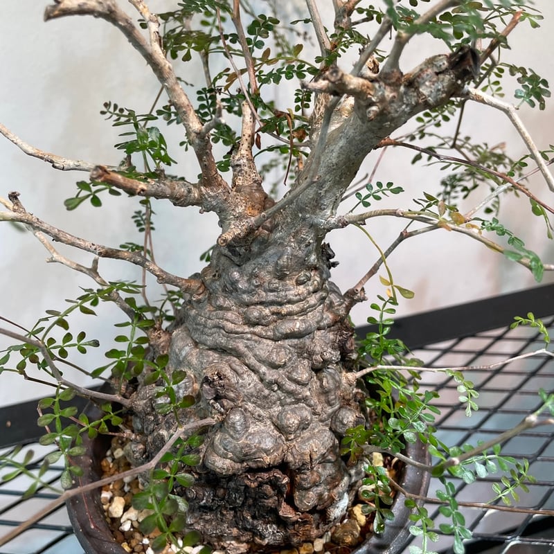 オペルクリカリア・パキプス | R_Plants.ONLINE