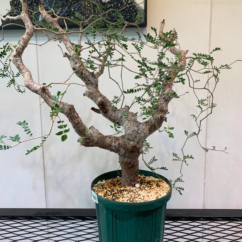 コミフォラ・モンストローサ | R_Plants.ONLINE