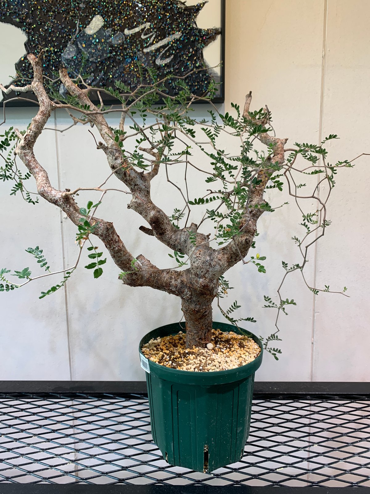 大株　コミフォラ　モンストローサ　美株 Commiphora monstruosa コミフォラ モンストローサ 発根済現地株