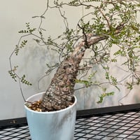 パキポディウム グラキリス 多頭特大株 | R_Plants.ONLINE パキポディウム グラキリス 多頭特大株 | R_Plants.ONLINE