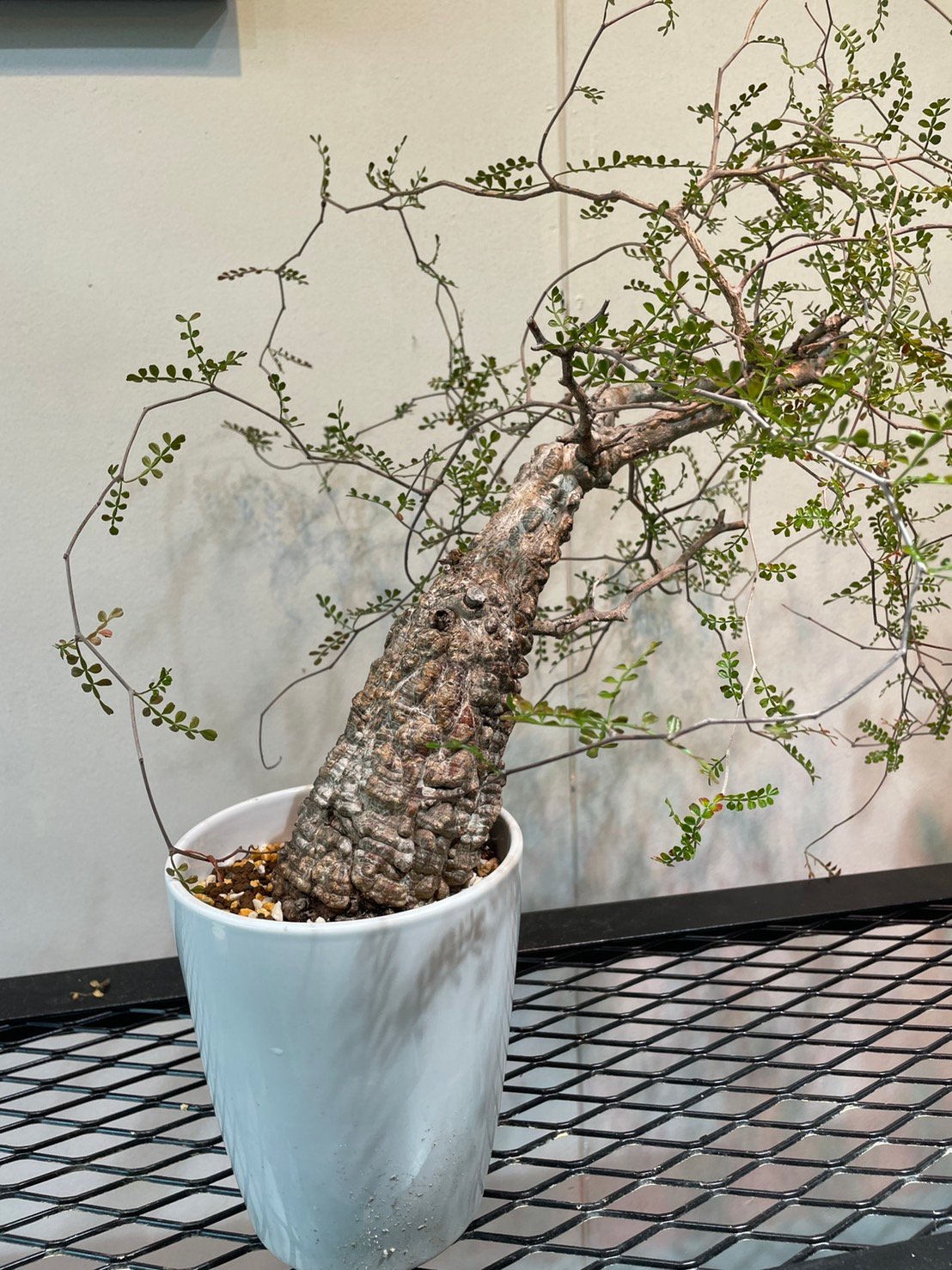 Operculicarya pachypus オペルクリカリア・パキプス 大株 オペルクリカリア・パキプス 大特価株 | R_Plants.ONLINE