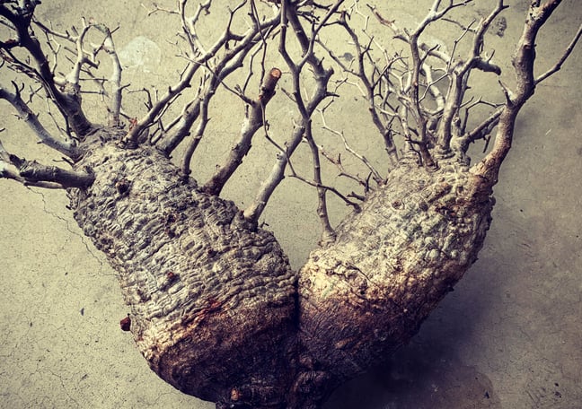 R_Plants.ONLINE R_Plants.ONLINE