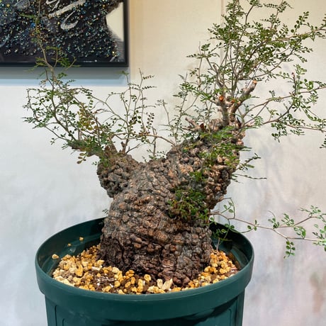 R_Plants.ONLINE R_Plants.ONLINE