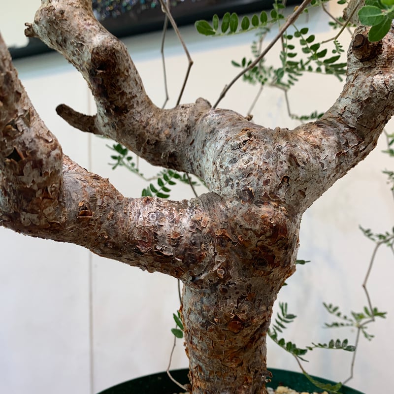 コミフォラ・モンストローサ | R_Plants.ONLINE