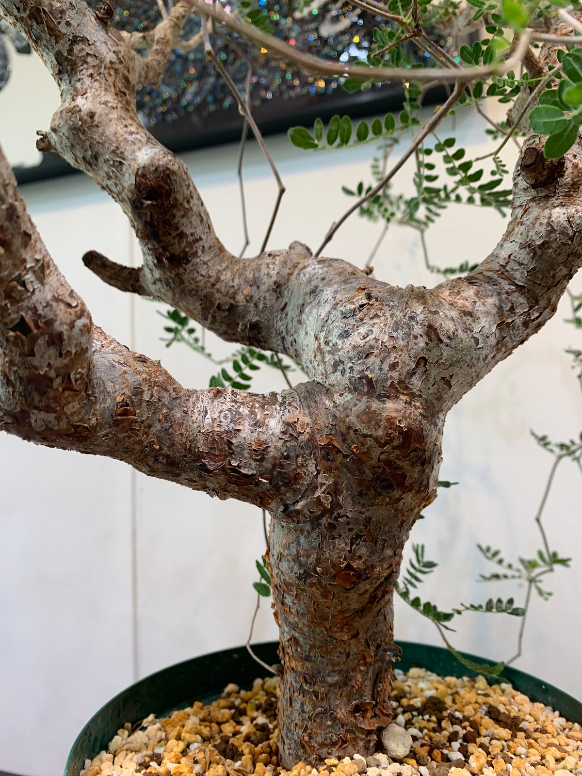 コミフォラ・モンストローサ | R_Plants.ONLINE