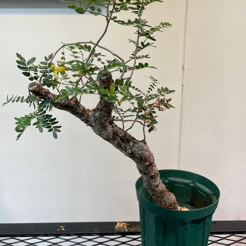 特大 大株 灌木系 塊根植物コミフォラ モンストローサ