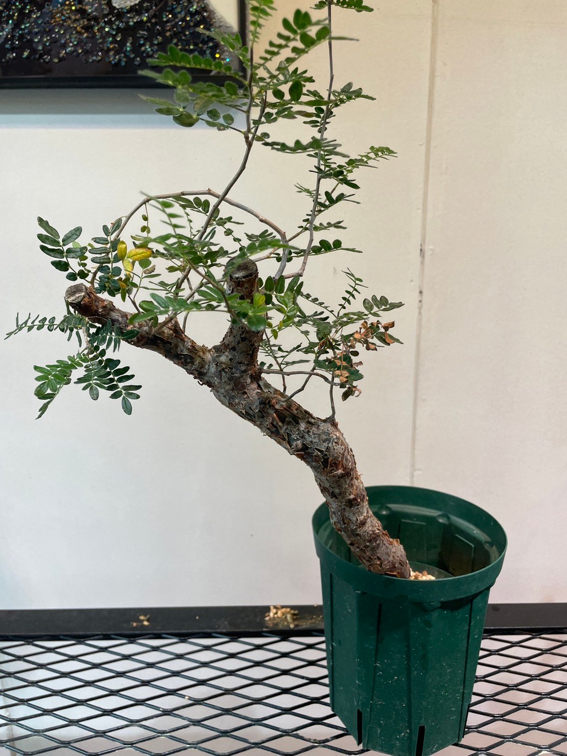 特大 大株 灌木系 塊根植物コミフォラ モンストローサ 特大 大株 灌木系 塊根植物コミフォラ モンストローサ