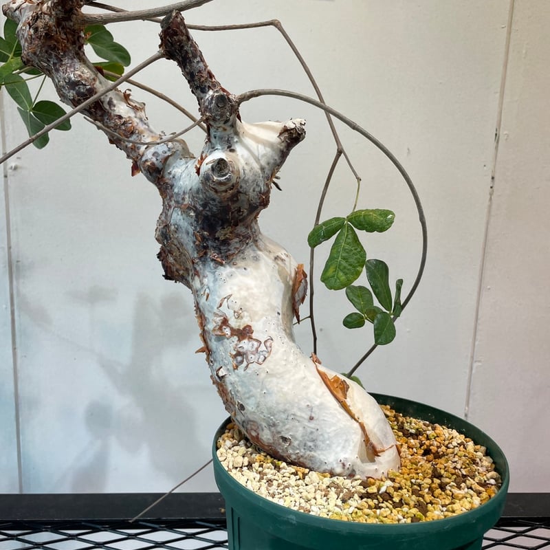 コミフォラ・オルビクラリス | R_Plants.ONLINE