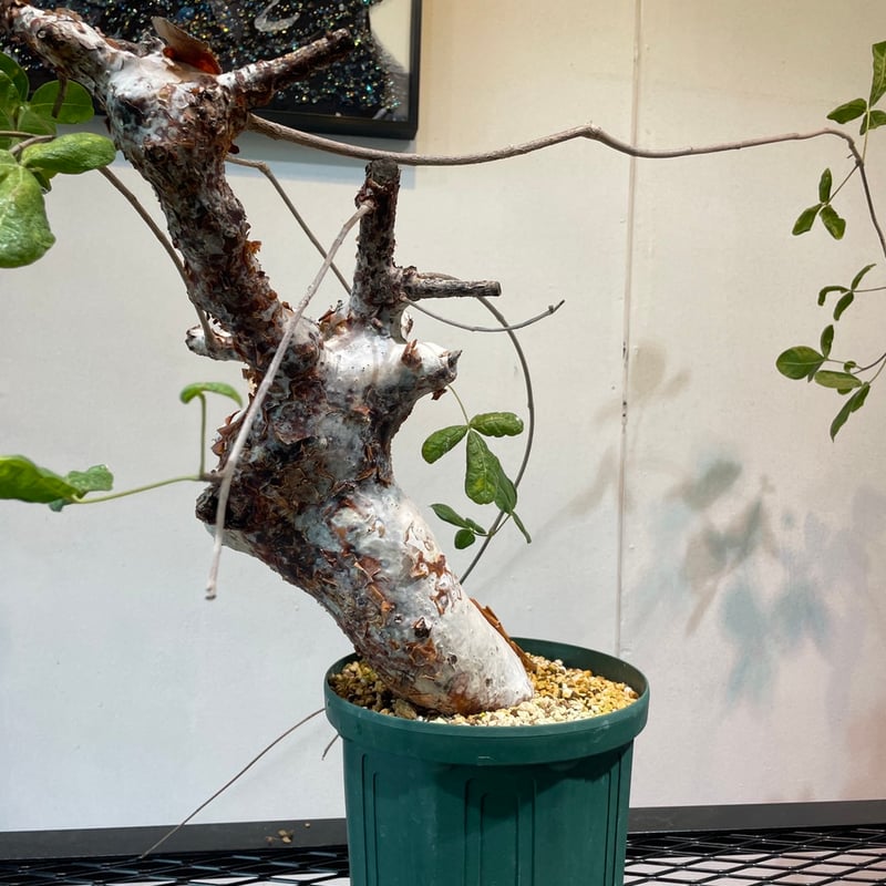 コミフォラ・オルビクラリス | R_Plants.ONLINE