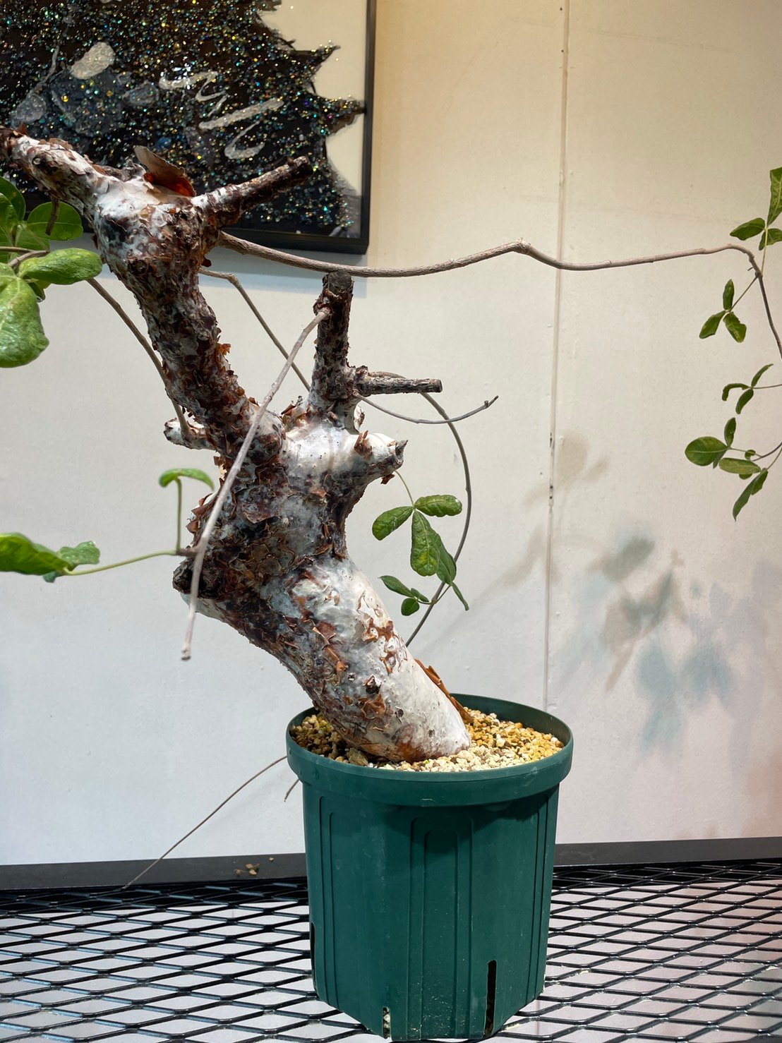 コミフォラ・オルビクラリス | R_Plants.ONLINE