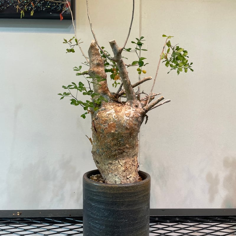 コミフォラ・フンベルティ | R_Plants.ONLINE