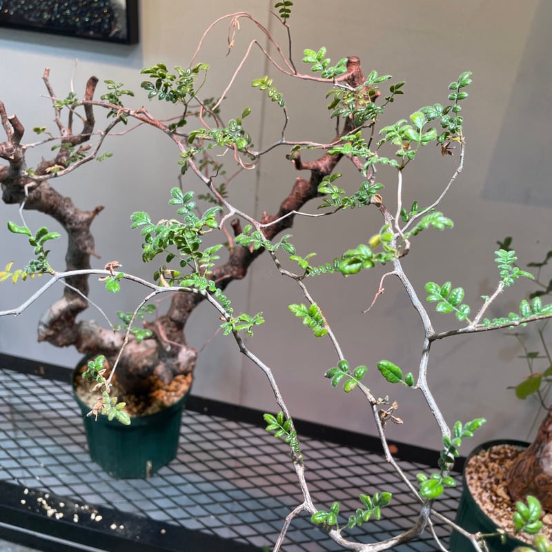 コミフォラ・モンストローサ | R_Plants.ONLINE コミフォラ・モンストローサ | R_Plants.ONLINE