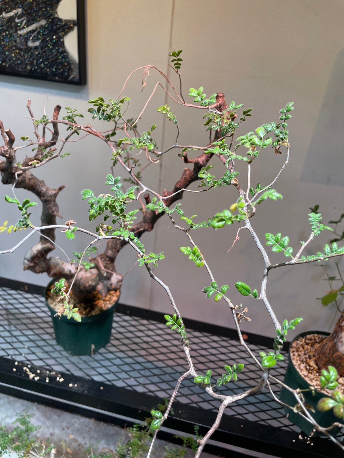コミフォラ・モンストローサ | R_Plants.ONLINE