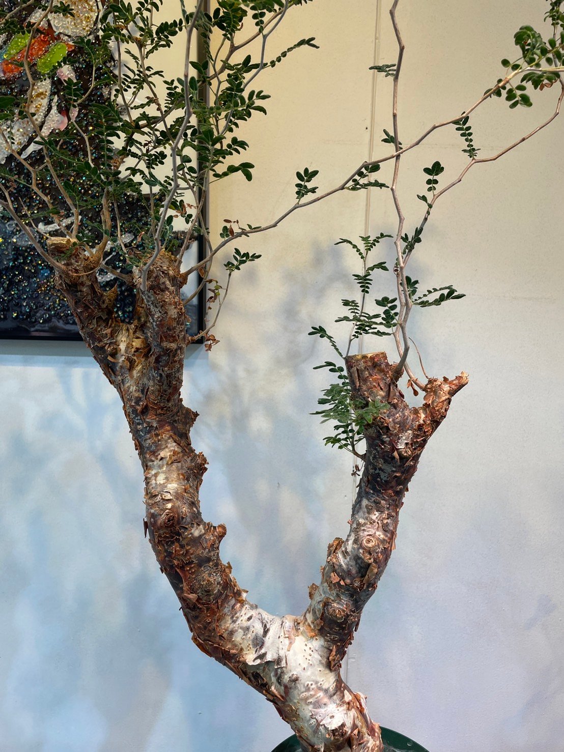 コミフォラモンストローサ　現地球 コミフォラモンストローサ 現地球 塊根植物 コミフォラモンストローサ