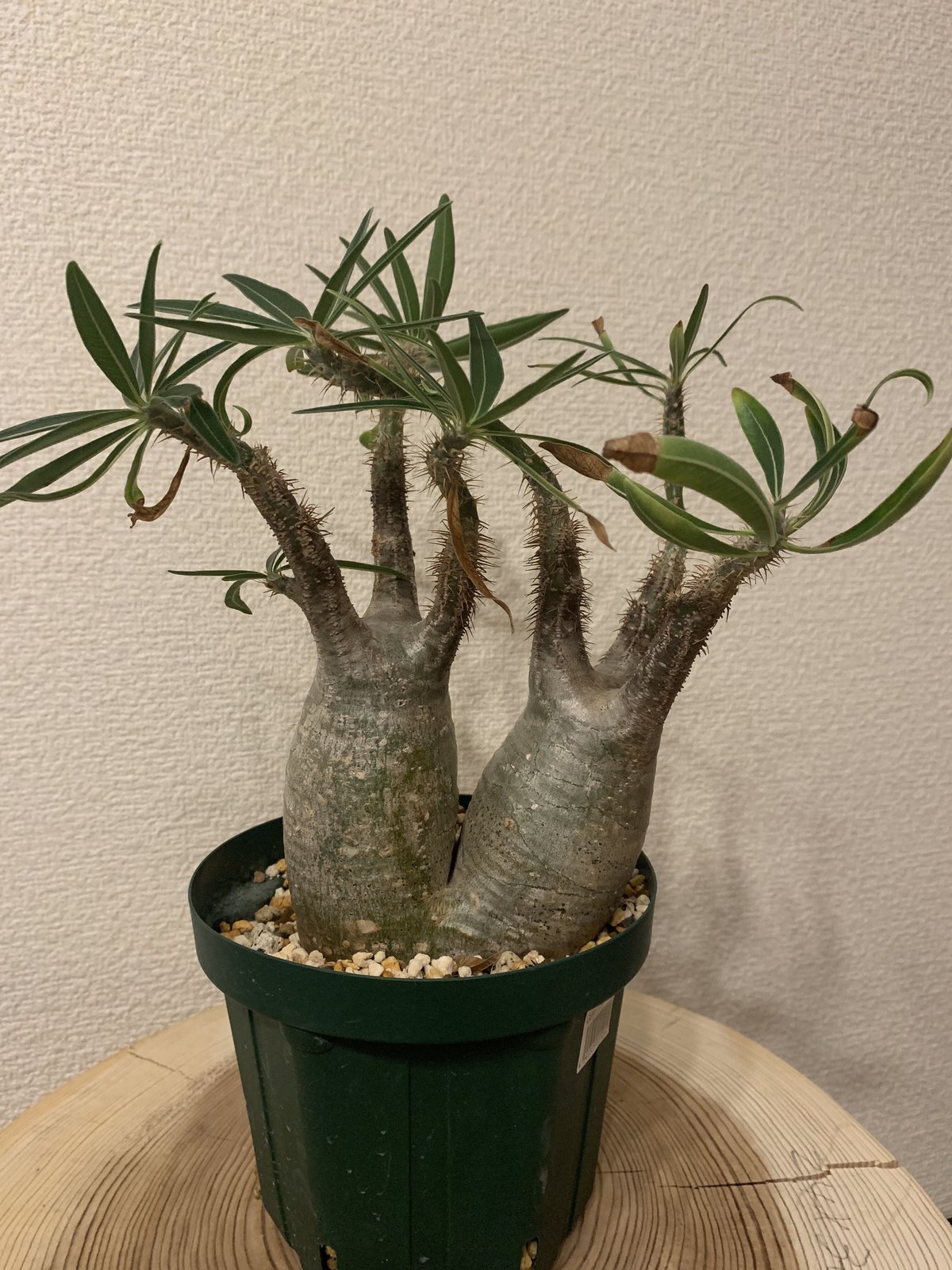 アウトレット】パキポディウム グラキリス 多頭株 | R_Plants.ONLINE