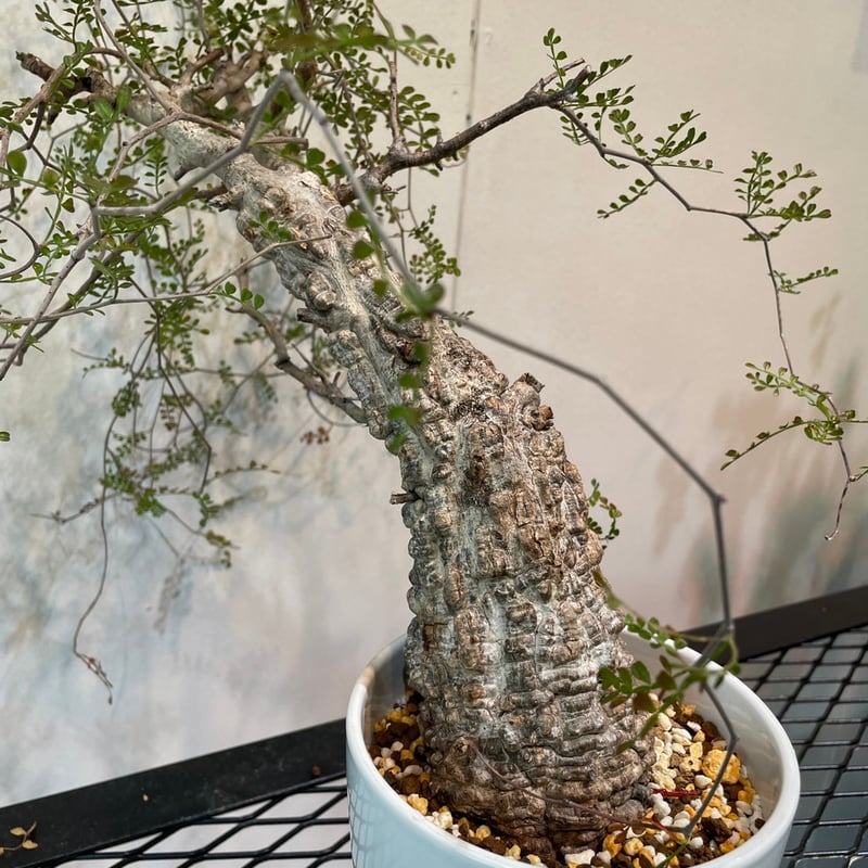 オペルクリカリア・パキプス 大特価株 | R_Plants.ONLINE オペルクリカリア・パキプス 大特価株 | R_Plants.ONLINE