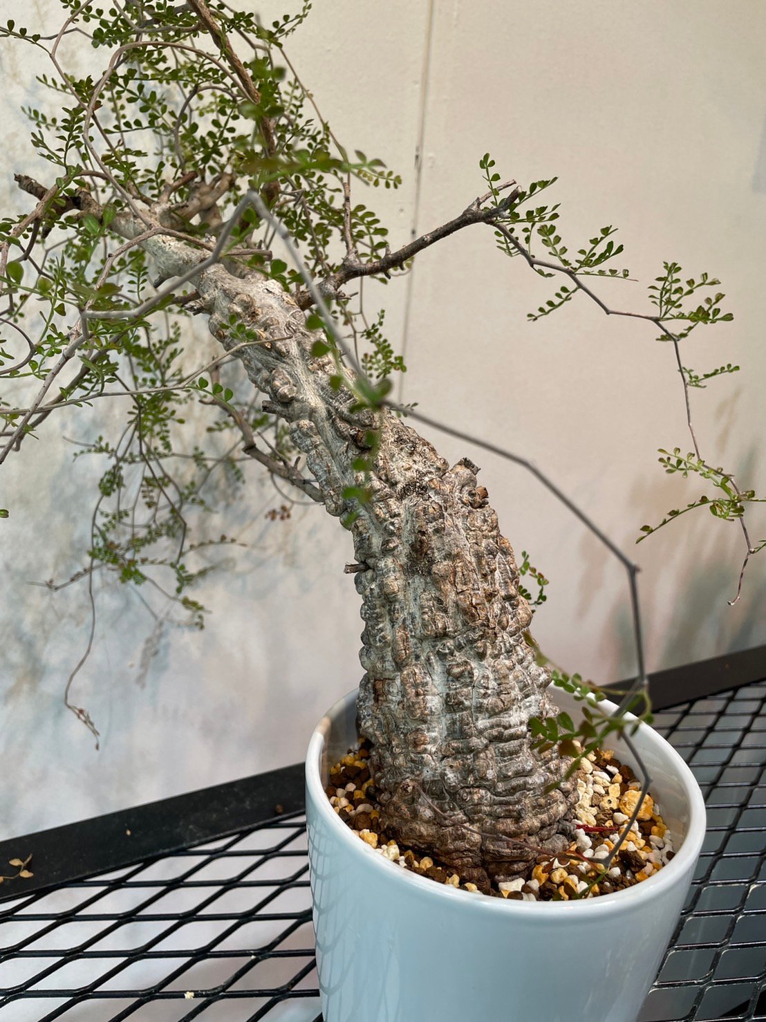 オペルクリカリア・パキプス 大特価株 | R_Plants.ONLINE