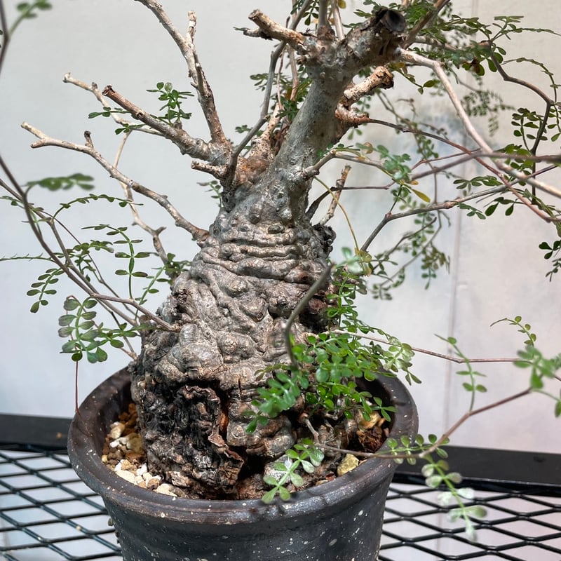 オペルクリカリア・パキプス | R_Plants.ONLINE