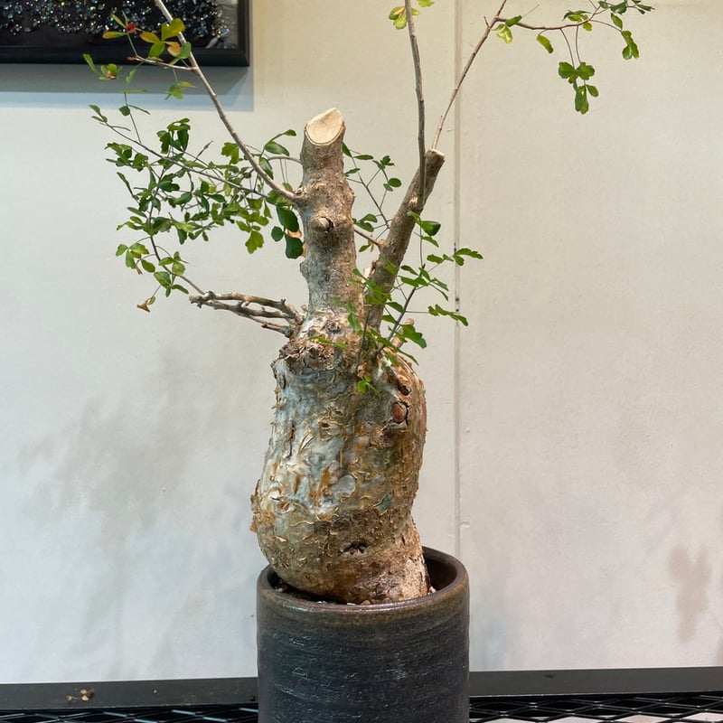コミフォラ・フンベルティ | R_Plants.ONLINE