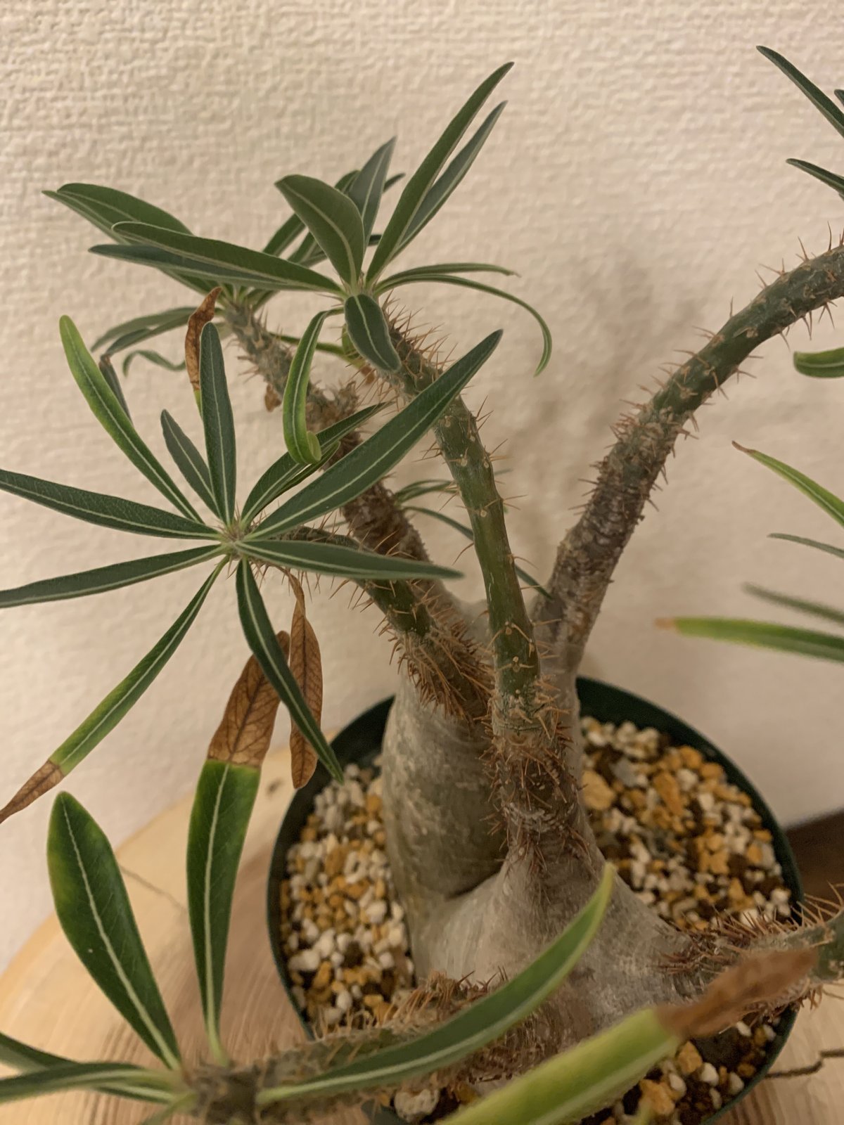 アウトレット】パキポディウム グラキリス 多頭株 | R_Plants