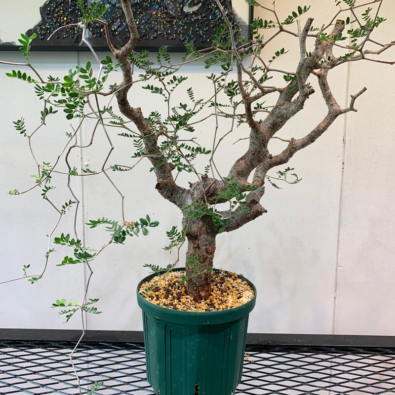 コミフォラ★モンストローサ コミフォラ モンストローサ Commiphora monstrosa | mana's far