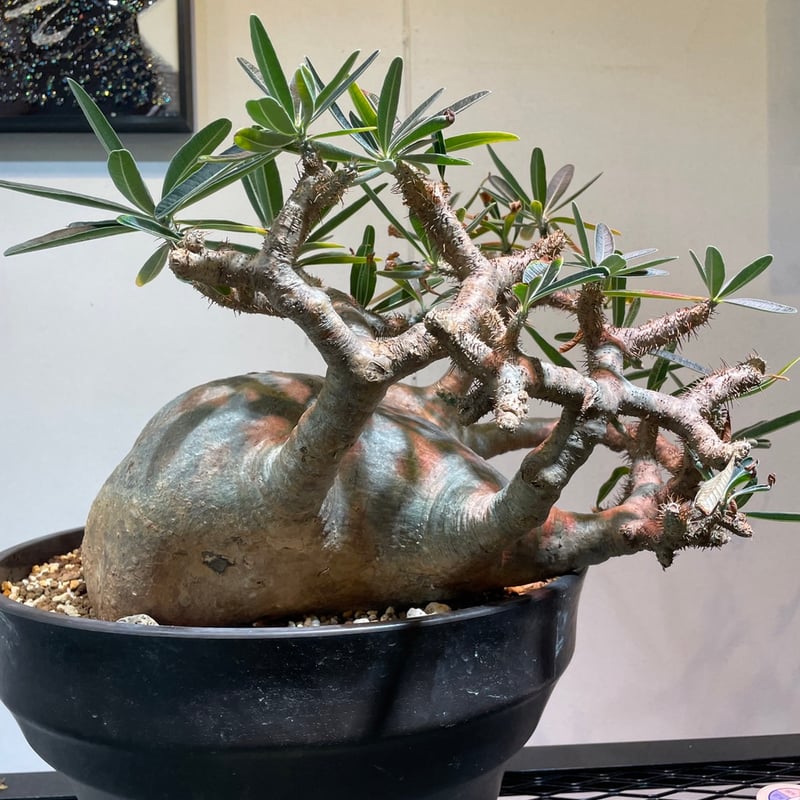 パキポディウム・グラキリス(大株) パキポディウム グラキリス Pachypodium gracilius 発根済 (商品