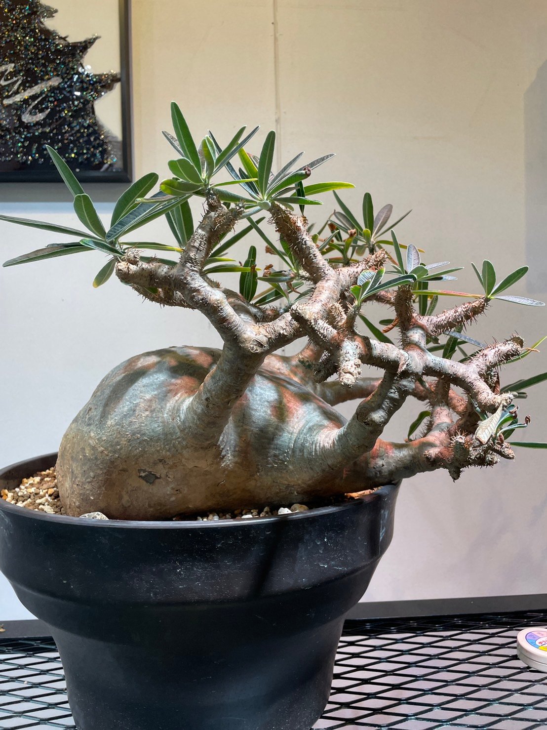 パキポディウム グラキリス 特大株 | R_Plants.ONLINE