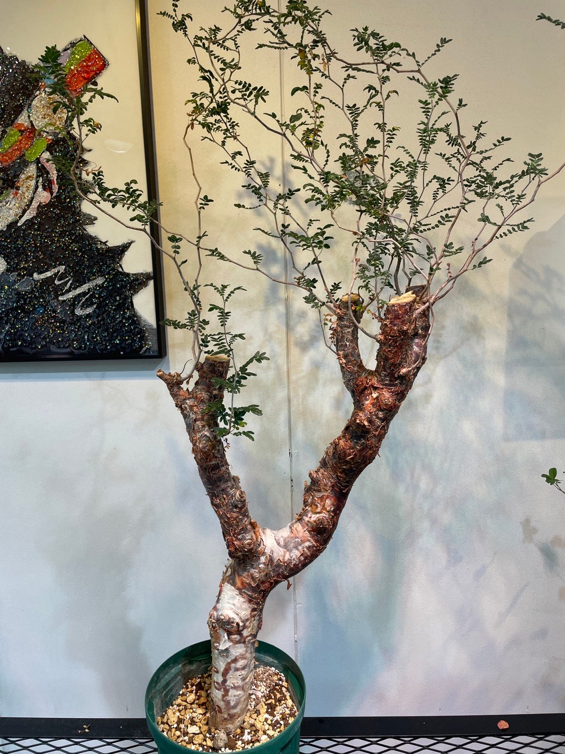 コミフォラ・モンストローサ | R_Plants.ONLINE