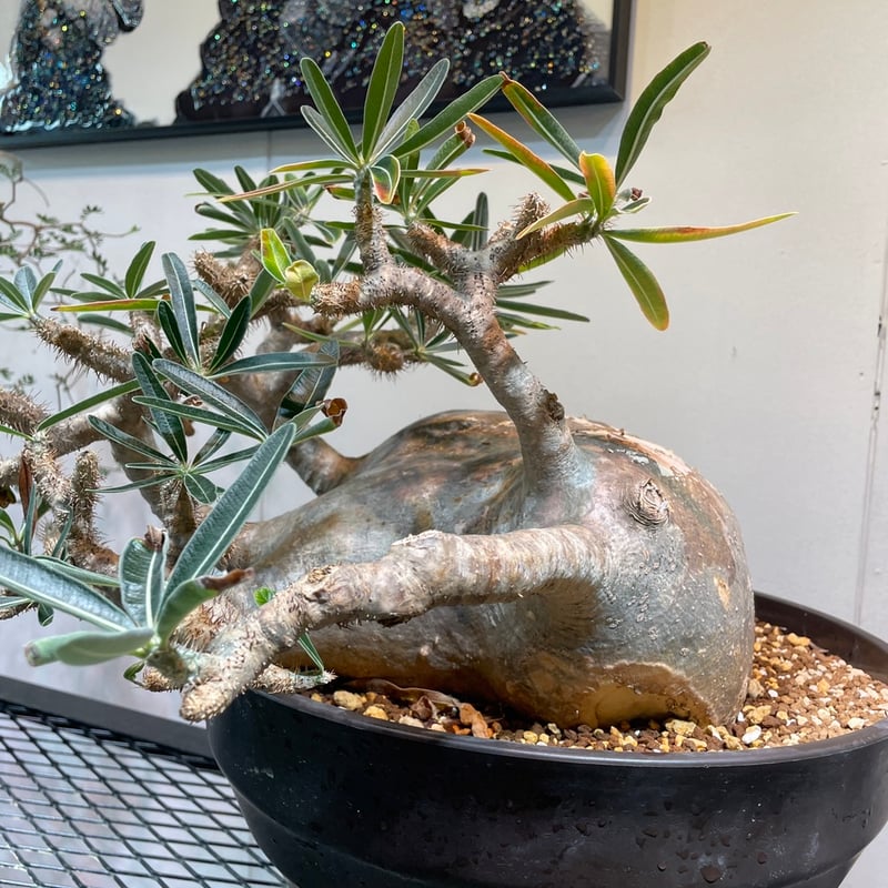 パキポディウム グラキリス 特大株 | R_Plants.ONLINE