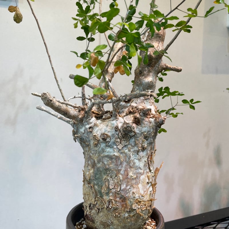 コミフォラ・フンベルティ | R_Plants.ONLINE