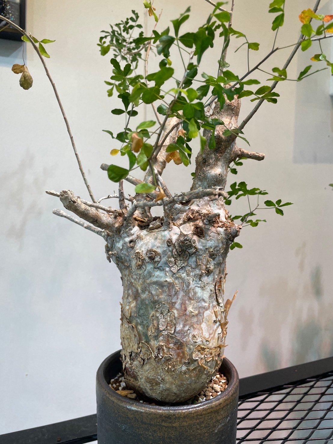 コミフォラ・フンベルティ | R_Plants.ONLINE