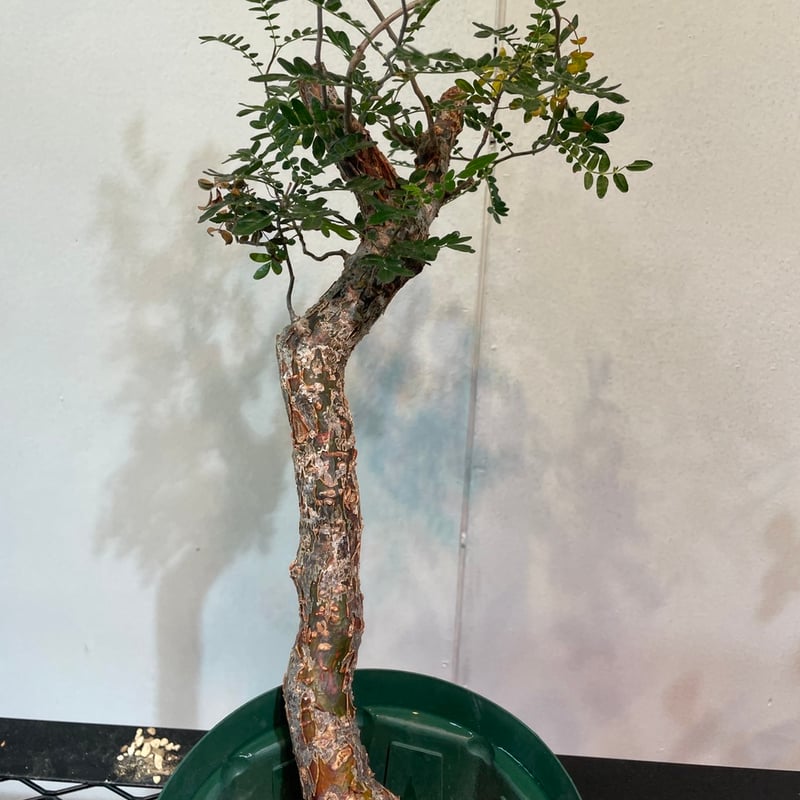 コミフォラ・モンストローサ | R_Plants.ONLINE
