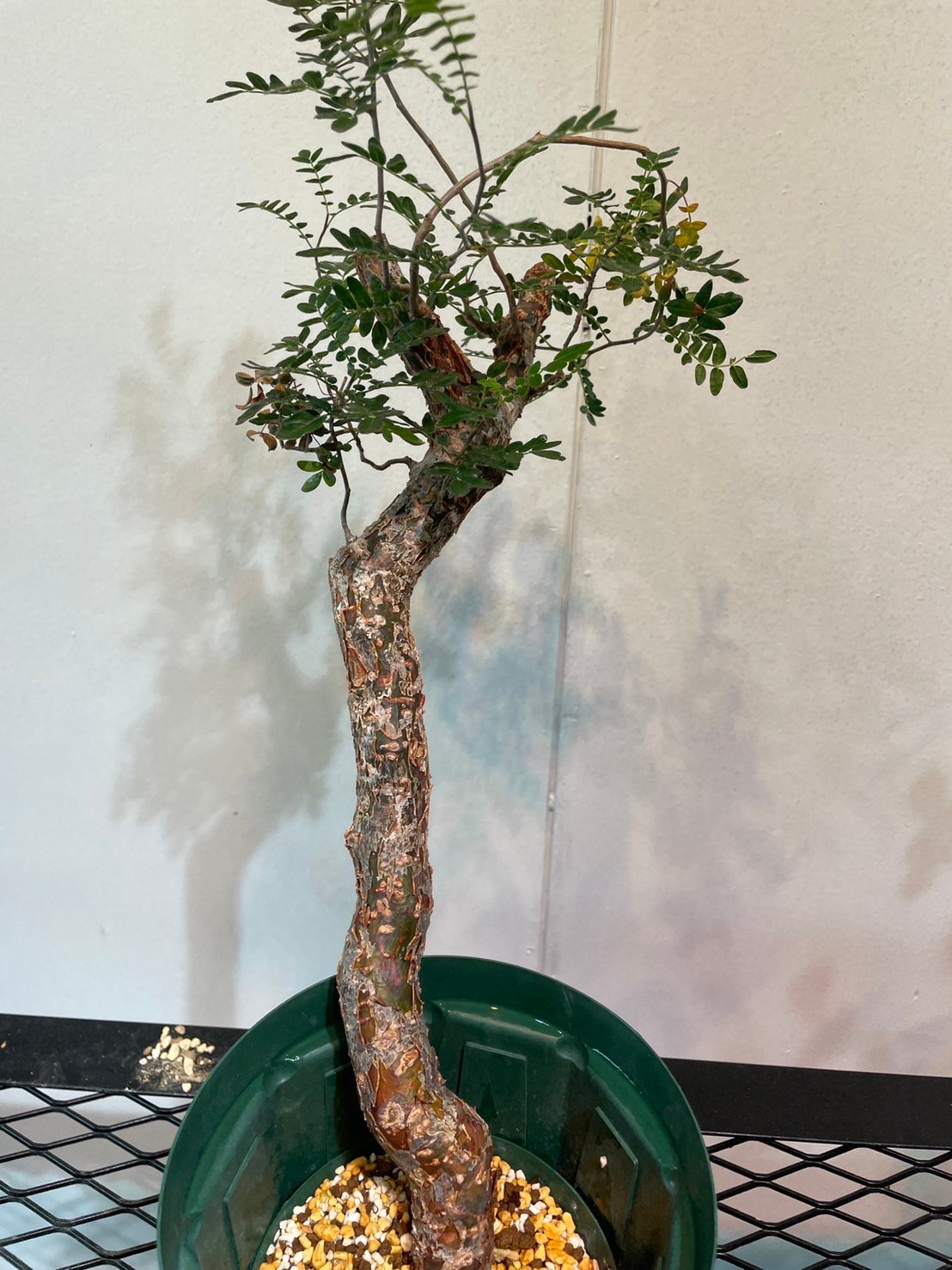 大株 コミフォラ モンストローサ 美株 大株 コミフォラ モンストローサ