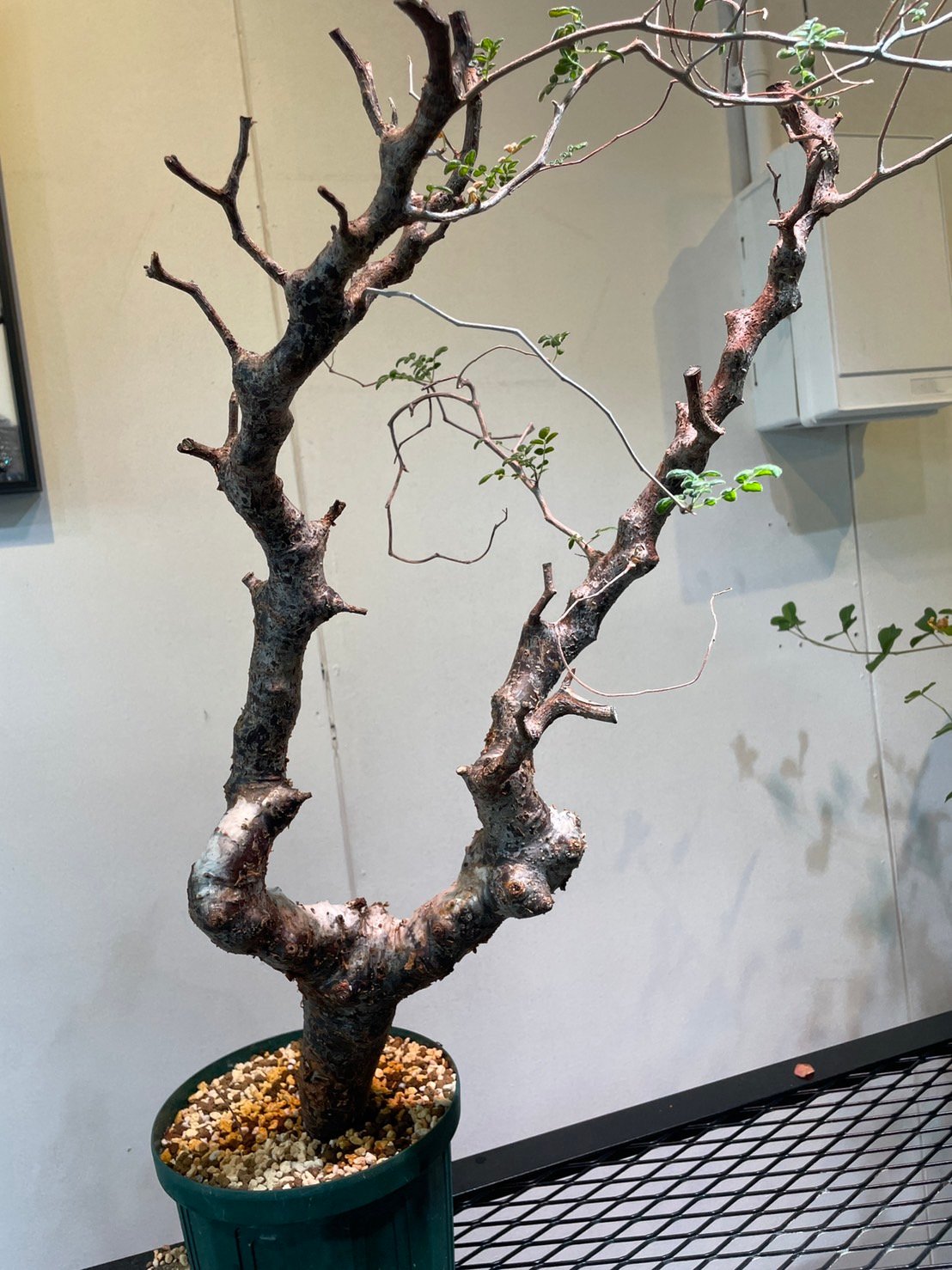 特大 極太 大株 灌木系 塊根植物コミフォラ モンストローサ 特大 極太 大株 灌木系 塊根植物コミフォラ モンストローサ - メルカリ