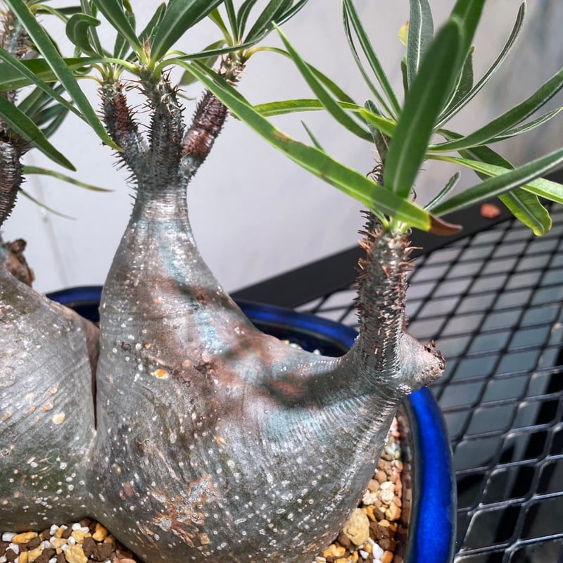 パキポディウム グラキリス 多頭株 | R_Plants.ONLINE パキポディウム グラキリス 多頭株 | R_Plants.ONLINE
