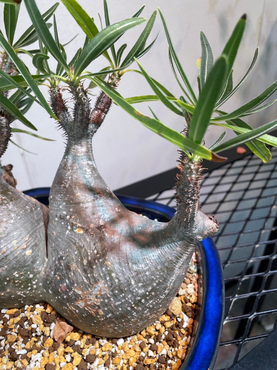 パキポディウム グラキリス 多頭株 | R_Plants.ONLINE