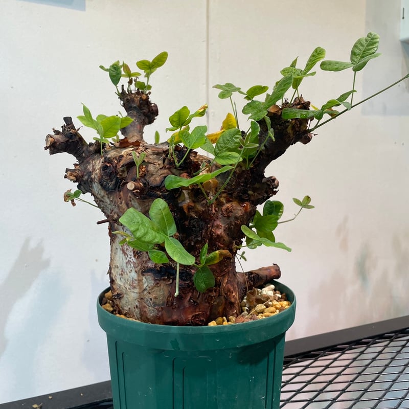 コミフォラ・オルビクラリス | R_Plants.ONLINE