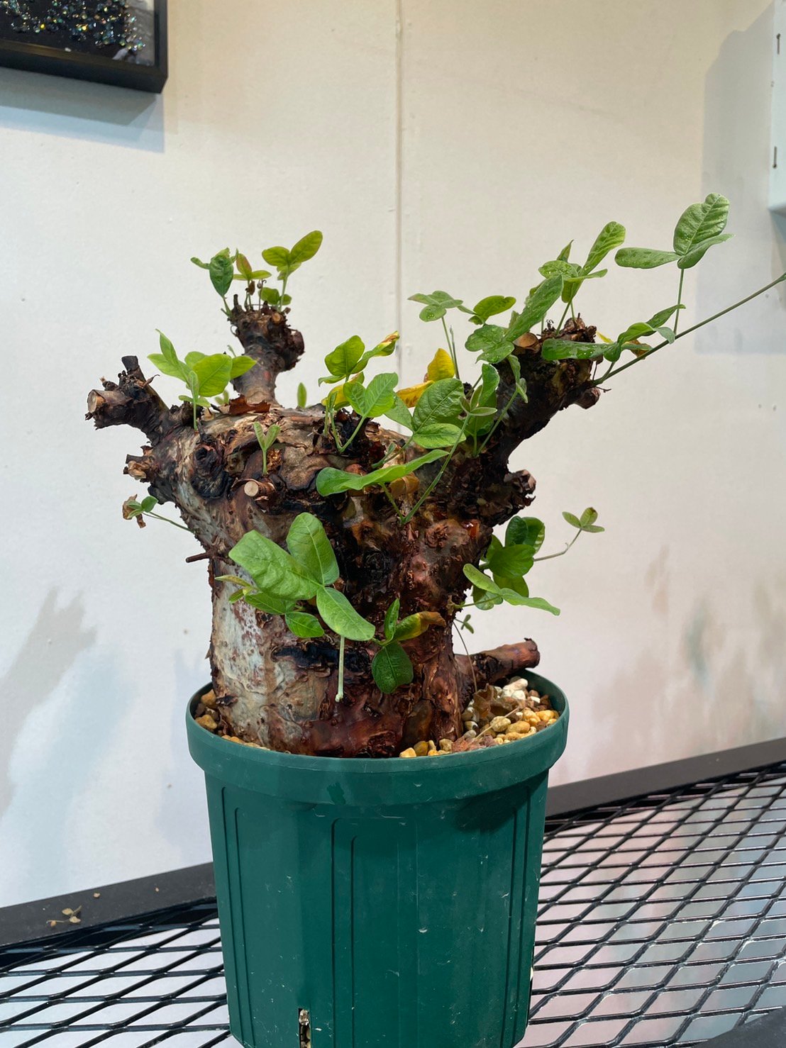 コミフォラ・オルビクラリス | R_Plants.ONLINE