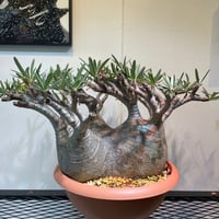 パキポディウム グラキリス 大株 | R_Plants.ONLINE