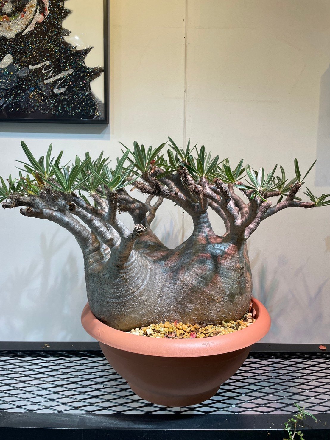 パキポディウム グラキリス 多頭特大株 | R_Plants.ONLINE パキポディウム グラキリス 多頭特大株 | R_Plants.ONLINE