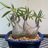 R_Plants.ONLINE R_Plants.ONLINE