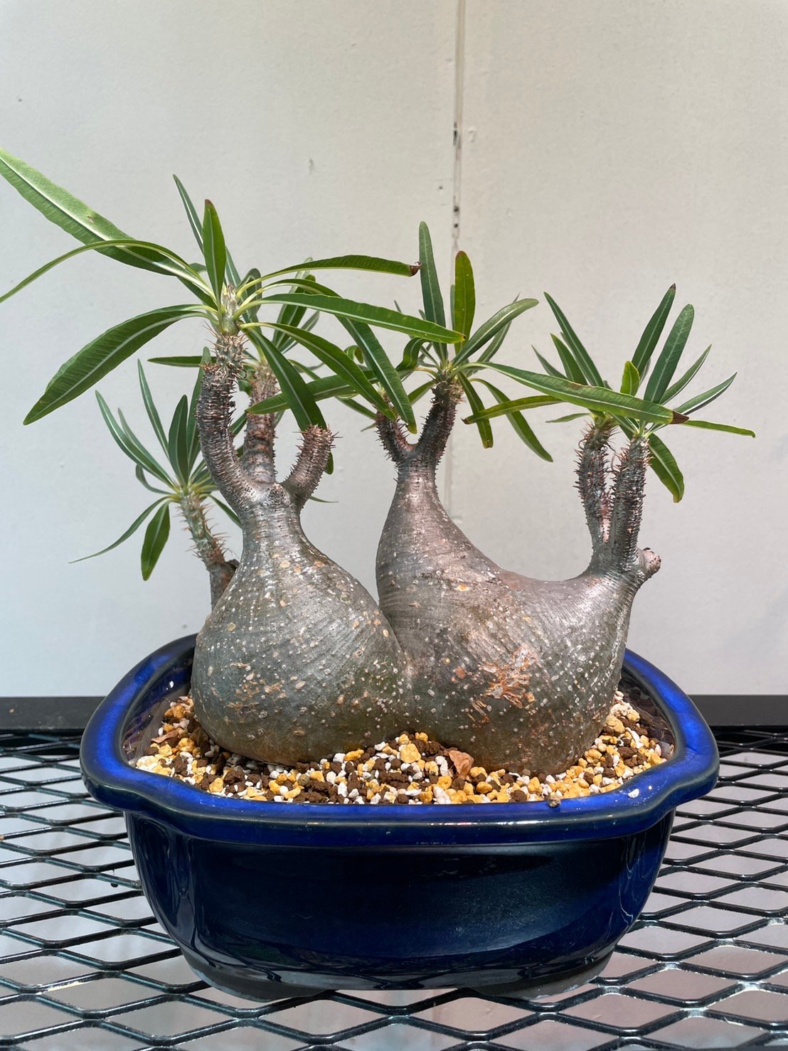 パキポディウム グラキリス 塊根植物※多頭株 パキポディウム グラキリス 多頭株 | R_Plants.ONLINE